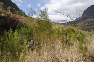 Psoralea usitata, photographed by Tony Rebelo