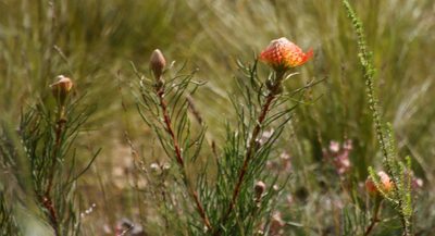 Leucospermum lineare, photographed by Tony Rebelo