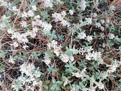 Teucrium polium, photographed by Татьяна Максимова