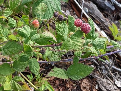 Rubus leucodermis, photographed by John A Haskins