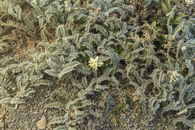 Astragalus nuttallii, photographed by Megan Ralph