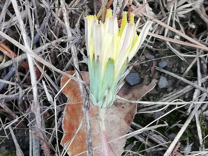 Taraxacum hybernum, photographed by Татьяна Максимова