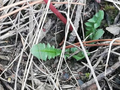 Taraxacum hybernum, photographed by Татьяна Максимова