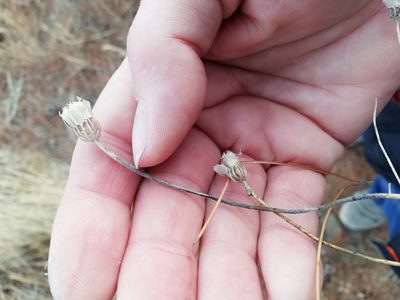 Alyssum umbellatum, photographed by Татьяна Максимова