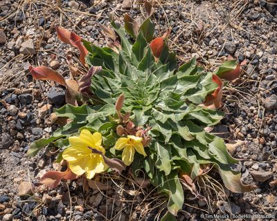 Oenothera elata, photographed by Tim Messick