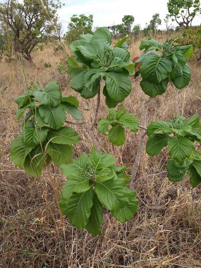 Tocoyena formosa, photographed by Leonardo Bergamini