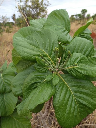 Tocoyena formosa, photographed by Leonardo Bergamini