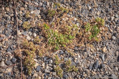 Potentilla rivalis, photographed by Tim Messick