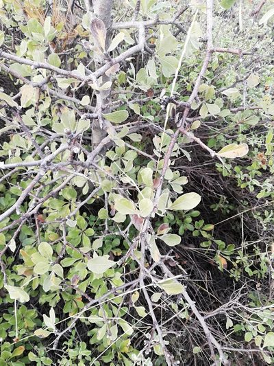 Pyrus elaeagrifolia, photographed by Татьяна Максимова