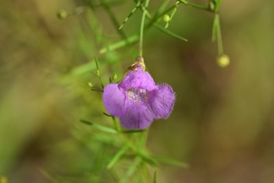 Agalinis homalantha