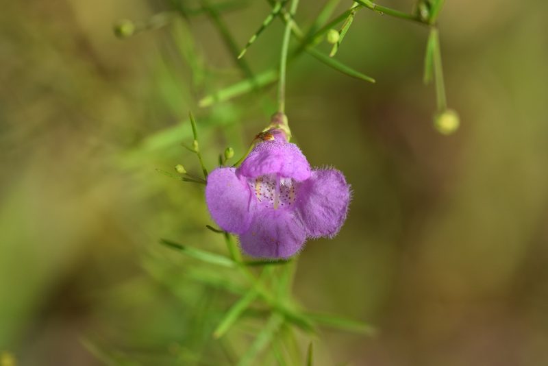 Agalinis homalantha, photographed by Blake Bringhurst