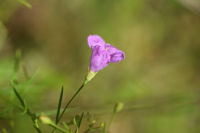 Agalinis homalantha, photographed by Blake Bringhurst