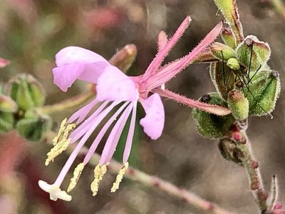 Oenothera gaura, photographed by tzeducation
