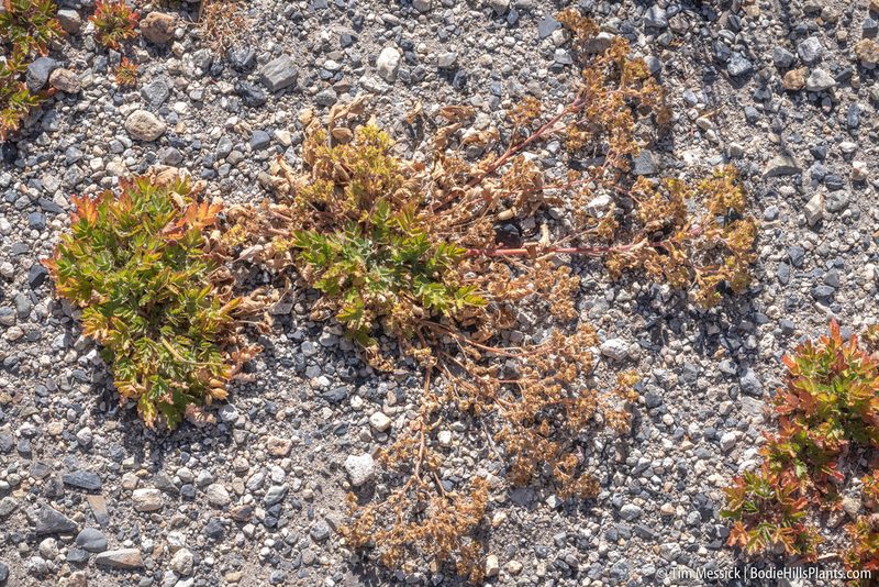 Potentilla rivalis, photographed by Tim Messick