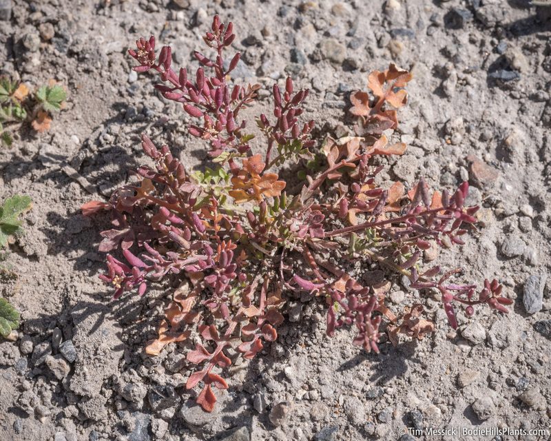 Rorippa curvisiliqua, photographed by Tim Messick