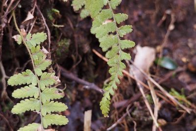 Sitobolium hirsutum, photographed by harum.koh