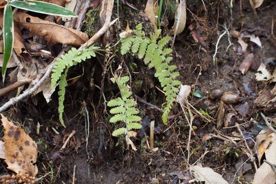 Sitobolium hirsutum, photographed by harum.koh