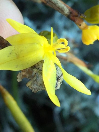 Bobartia paniculata, photographed by Dave U