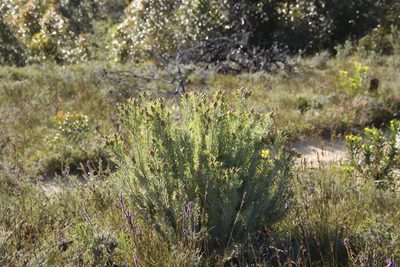 Leucadendron rubrum, photographed by Tony Rebelo