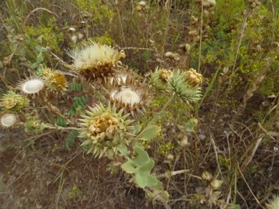 Grindelia ciliata, photographed by Nathan May