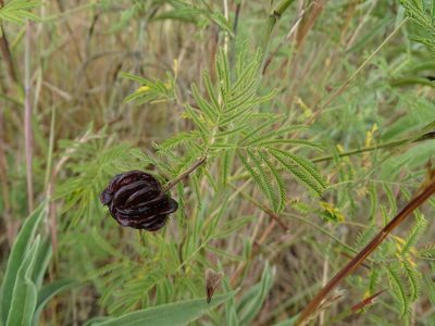 Desmanthus illinoensis, photographed by Nathan May