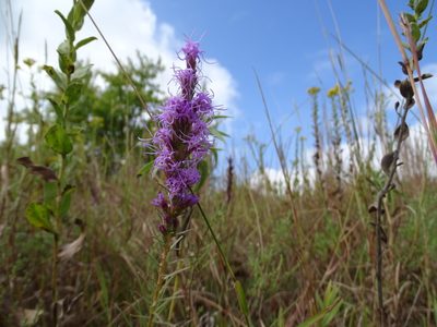 Liatris punctata, photographed by Nathan May