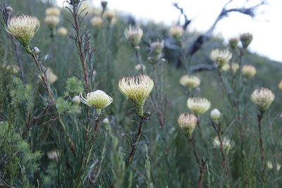 Leucospermum lineare, photographed by Tony Rebelo