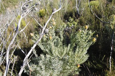 Leucadendron rubrum, photographed by Tony Rebelo