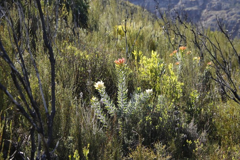 Leucadendron daphnoides, photographed by Tony Rebelo
