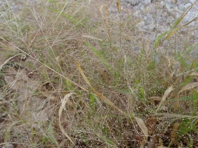 Panicum capillare, photographed by Nathan May