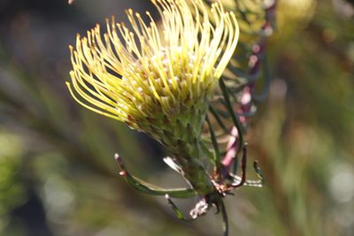 Leucospermum lineare, photographed by Tony Rebelo
