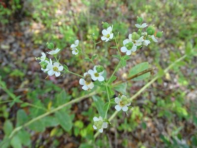 Euphorbia corollata, photographed by Nathan May