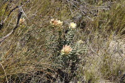 Leucadendron daphnoides, photographed by Tony Rebelo