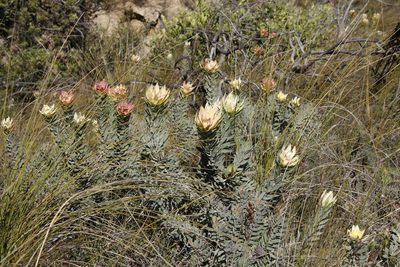 Leucadendron daphnoides, photographed by Tony Rebelo