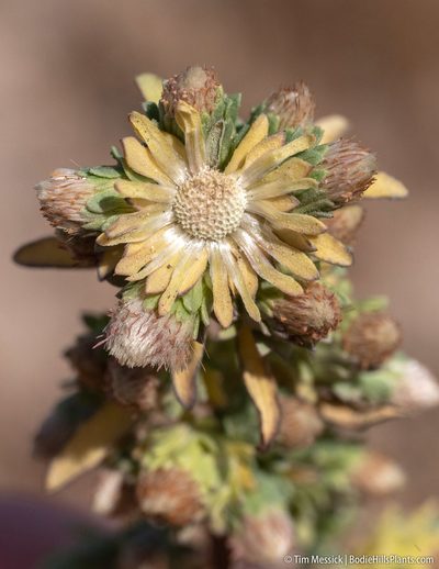 Symphyotrichum frondosum, photographed by Tim Messick