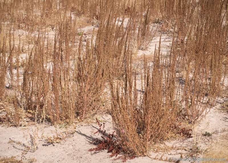 Artemisia biennis, photographed by Tim Messick