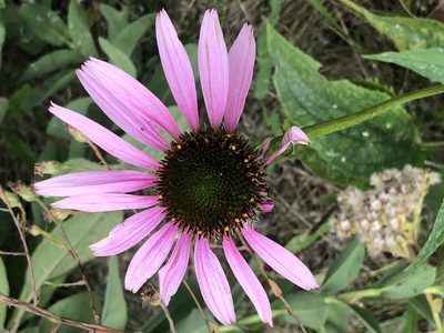 Echinacea purpurea