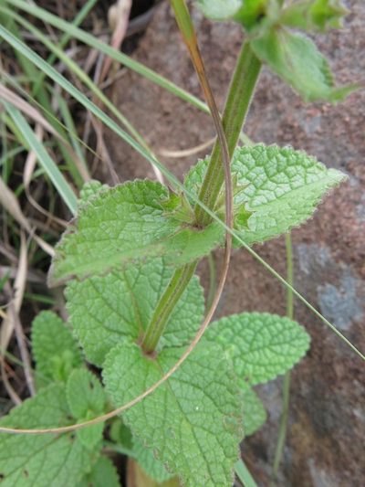 Stachys kuntzei, photographed by Peter Warren