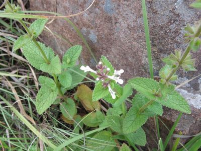 Stachys kuntzei, photographed by Peter Warren