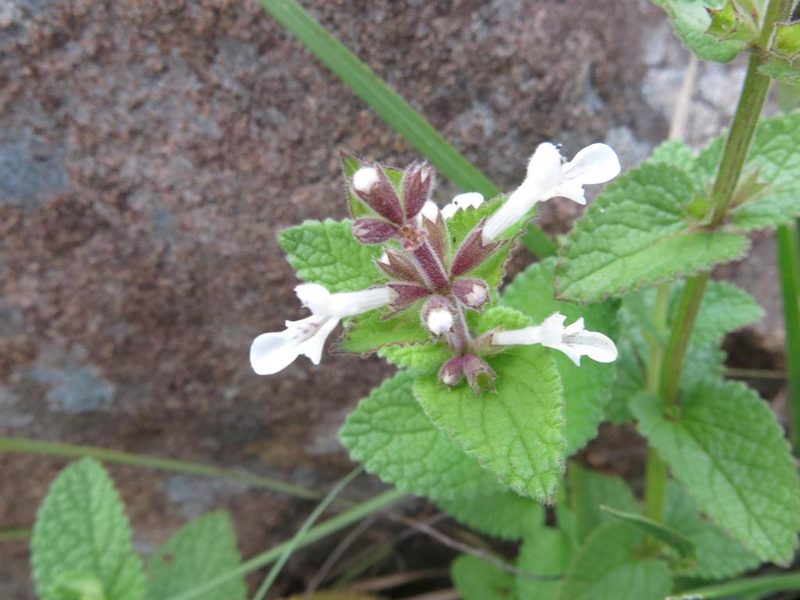 Stachys kuntzei, photographed by Peter Warren