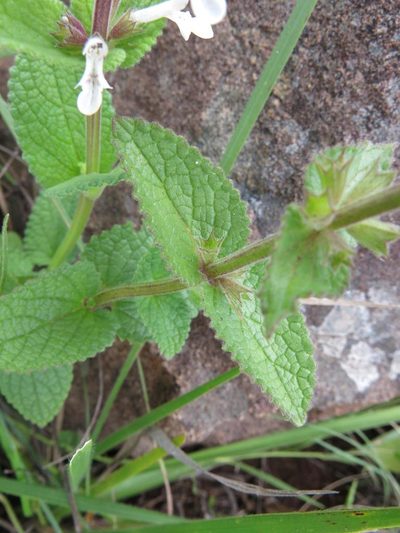 Stachys kuntzei, photographed by Peter Warren
