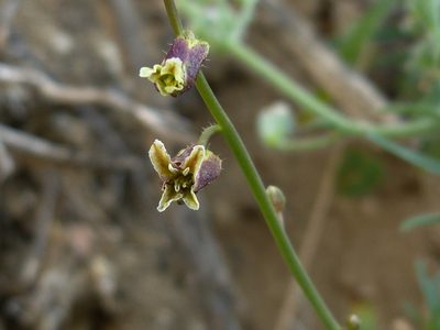 Streptanthus coulteri, photographed by Zack Abbey