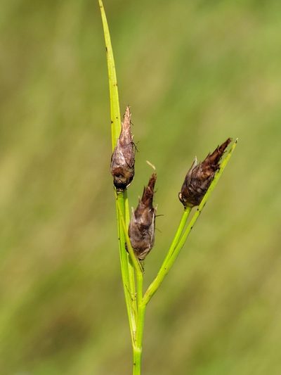 Rhynchospora eximia, photographed by Jay Horn