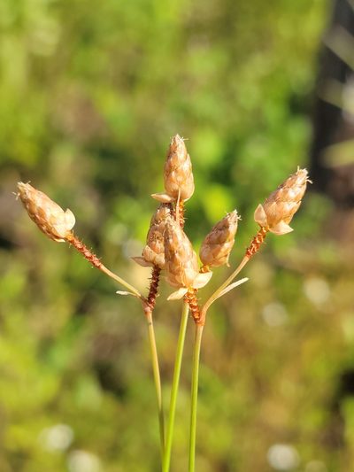 Fimbristylis schoenoides, photographed by Jay Horn