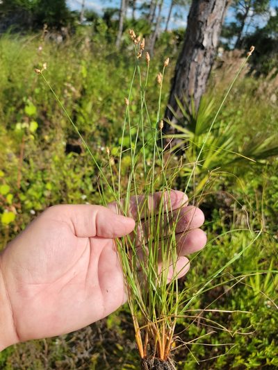 Fimbristylis schoenoides, photographed by Jay Horn