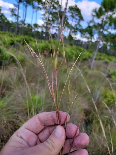Andropogon stolonifer, photographed by Jay Horn
