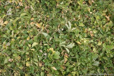 Potentilla rivalis, photographed by Tim Messick