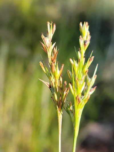 Scleria muehlenbergii, photographed by Jay Horn