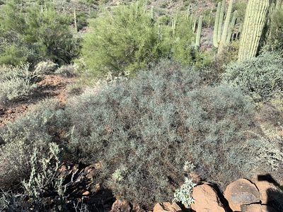 Krameria bicolor, photographed by Kenzie Anderson-Bell