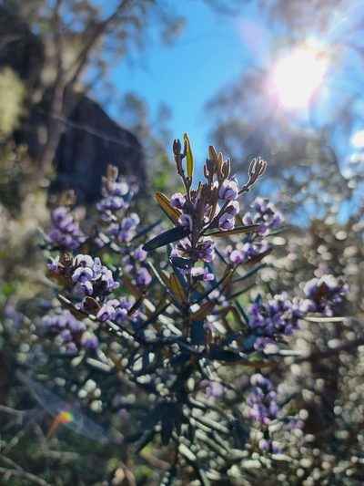 Hovea tasmanica, photographed by Ink-Kawinwit Kittipalawattanapol